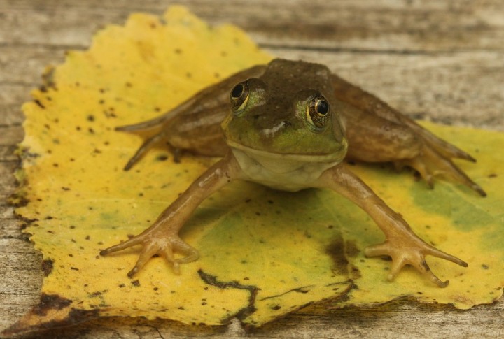 American Bullfrog